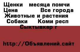 Щенки 4 месяца-помчи › Цена ­ 5 000 - Все города Животные и растения » Собаки   . Коми респ.,Сыктывкар г.